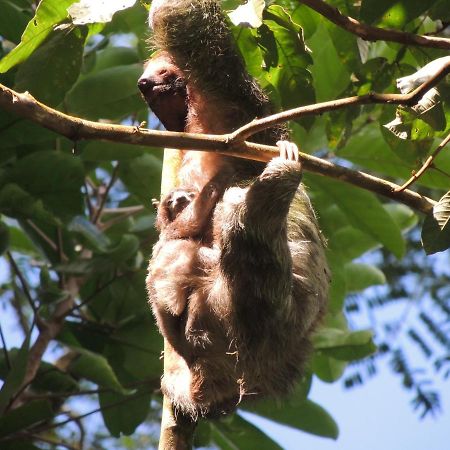 Cabanas Montanas Del Tenorio Rio Celeste ภายนอก รูปภาพ
